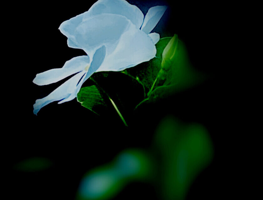 TBLmusic thebluelilies – Rushing